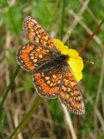 Marsh fritillary breed at Ystradfawr